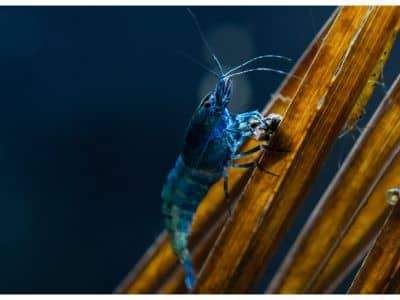 Blue Bolt lágyvizes garnéla