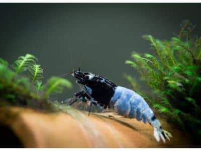 BSM Garnéla lágyvizes