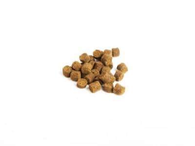 TIMA Garnelenstick Gravid