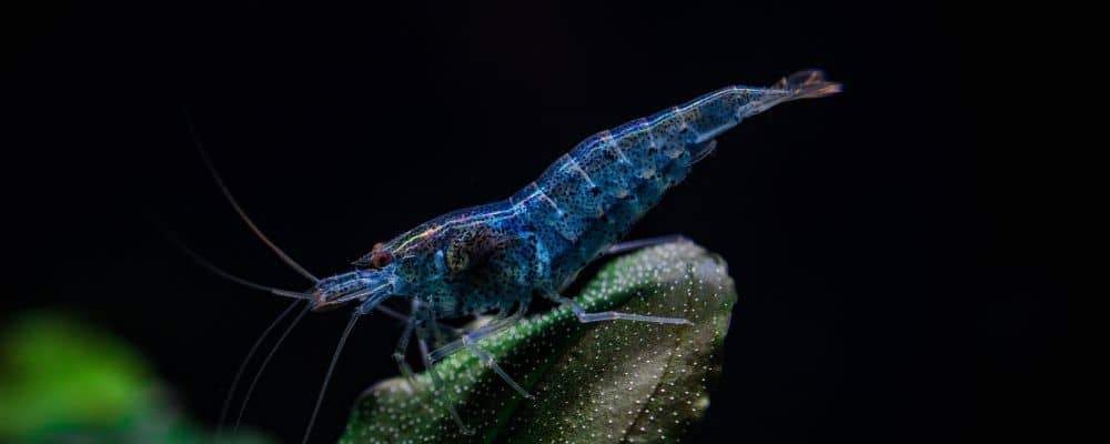 Blue Velvet Shrimp