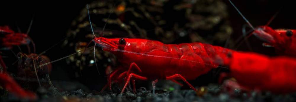 Neocaridina garnéla